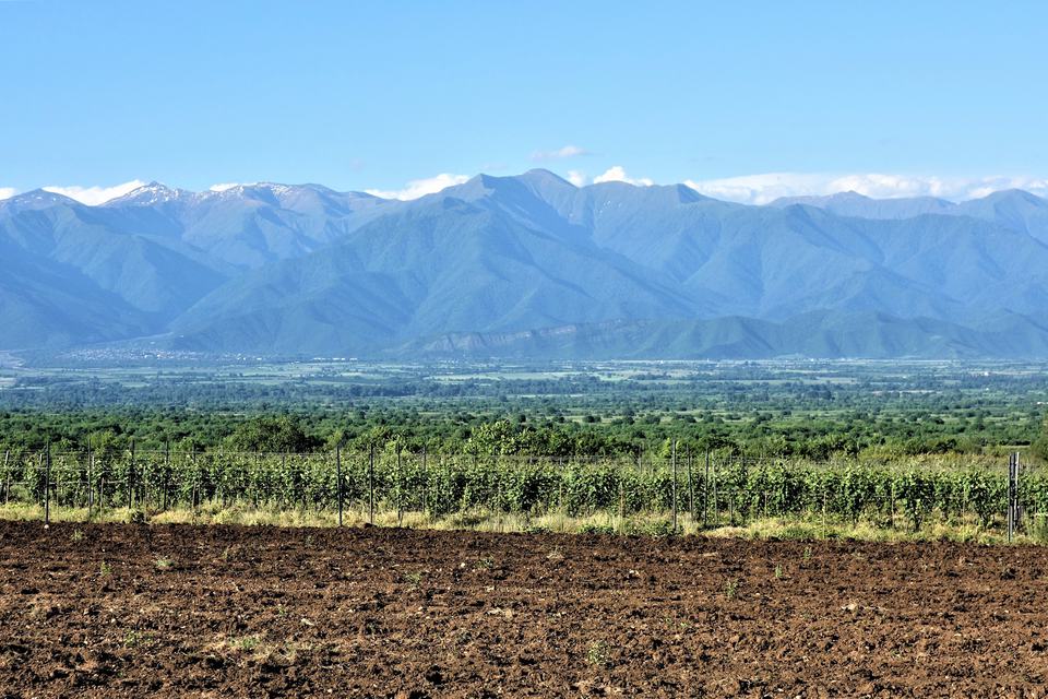 A row of trellised vines at Mukuzani in Kakheti, Georgia, with the green Alazani valley and the Greater Caucasus range behind under a clear blue sky, and ploughed brown soil in the foreground.
